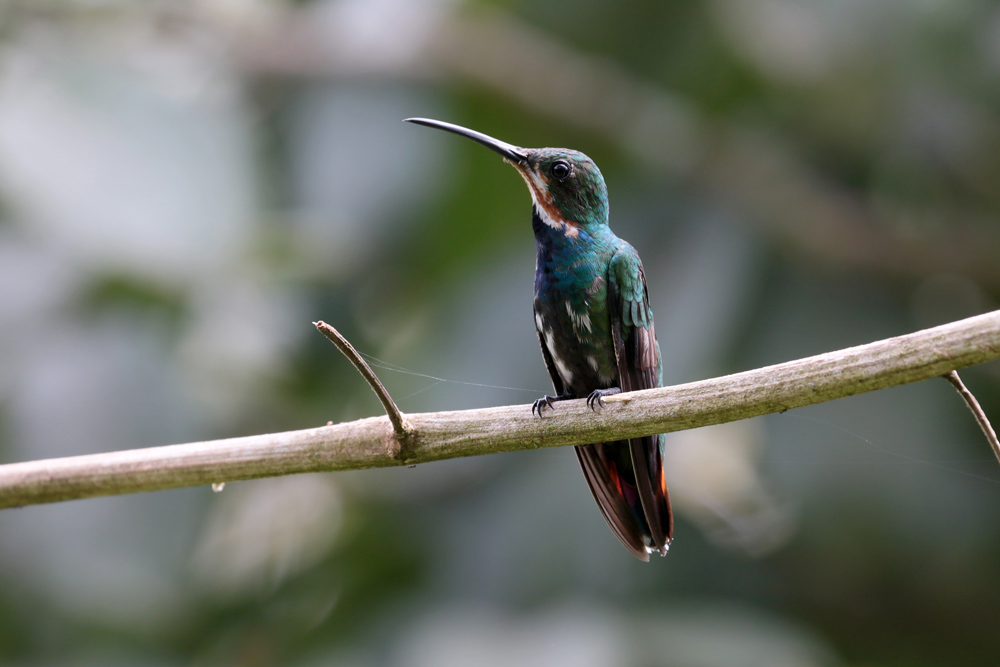 Green-breasted Mango